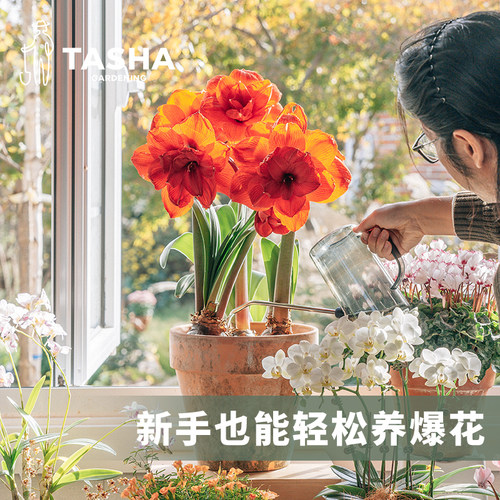 塔莎的花园朱顶红重瓣种球