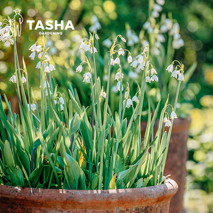 塔莎的花园雪片莲盆栽巨头1加仑球根盆栽花卉庭院阳台种植好养