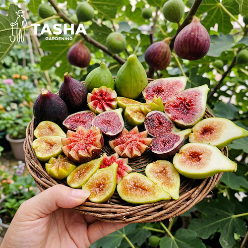 塔莎的花园无花果苗盆栽苗
