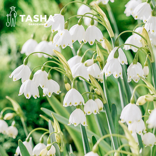 塔莎的花园雪片莲种球秋冬种植土培好养活球根进口室内外客厅庭院