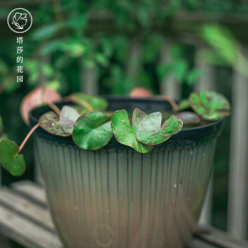 塔莎的花园 碗莲盆加宽加高塑料碗莲睡莲苗盆简约时尚装饰盆桌面