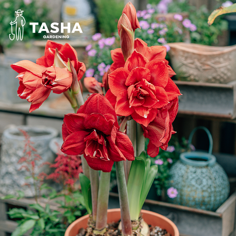 塔莎的花园 朱顶红种球秘鲁进口蒂卡重瓣大种球喜庆花卉绿植阳台