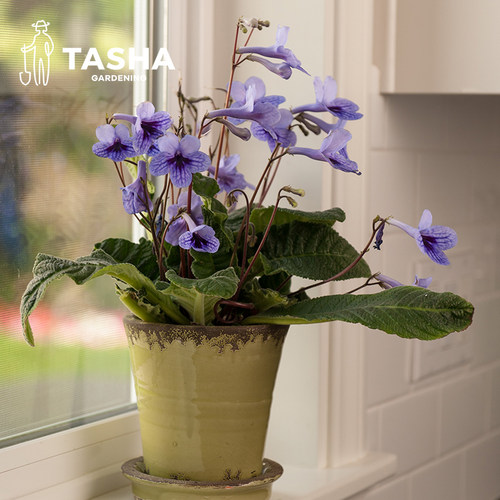 塔莎的花园堇兰盆栽草花海角樱草室内花卉花苗绿植开花植物