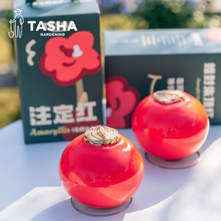 塔莎的花园蜡封朱顶红种球国产大球好养年宵花卉圣诞送礼盒装过年