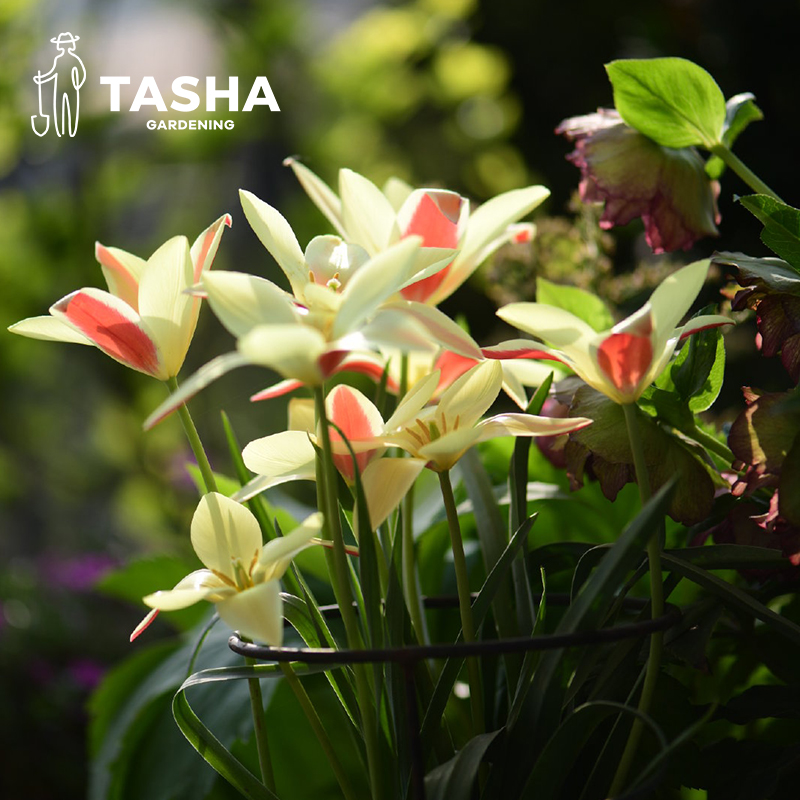 塔莎的花园原生郁金香种球复花盆栽土水培粉紫白色室内外客厅阳台