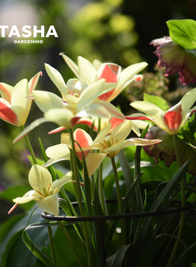 塔莎的花园原生郁金香种球复花盆栽土水培粉紫白色室内外客厅阳台