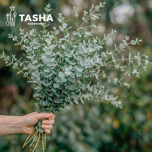 塔莎的花园 尤加利苹果桉绿植盆栽客厅绿植盆栽室内阳台观叶植物