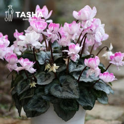 塔莎的花园仙客来盆栽带花室内客厅植物小苗开花迷你年宵花卉大花