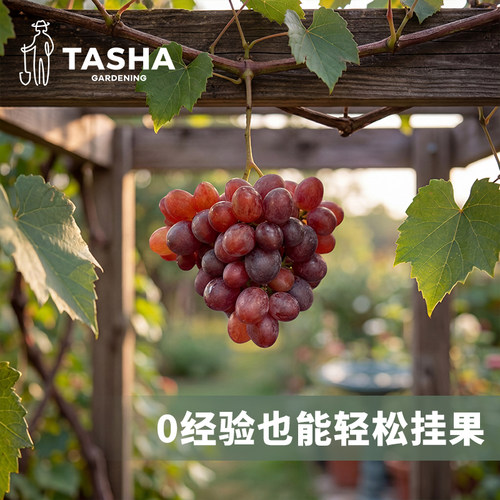 塔莎的花园圆叶葡萄大苗盆栽果树阳台庭院爬藤红宝石微红梅0经验