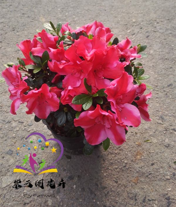 绿植盆栽阳台品种杜鹃花