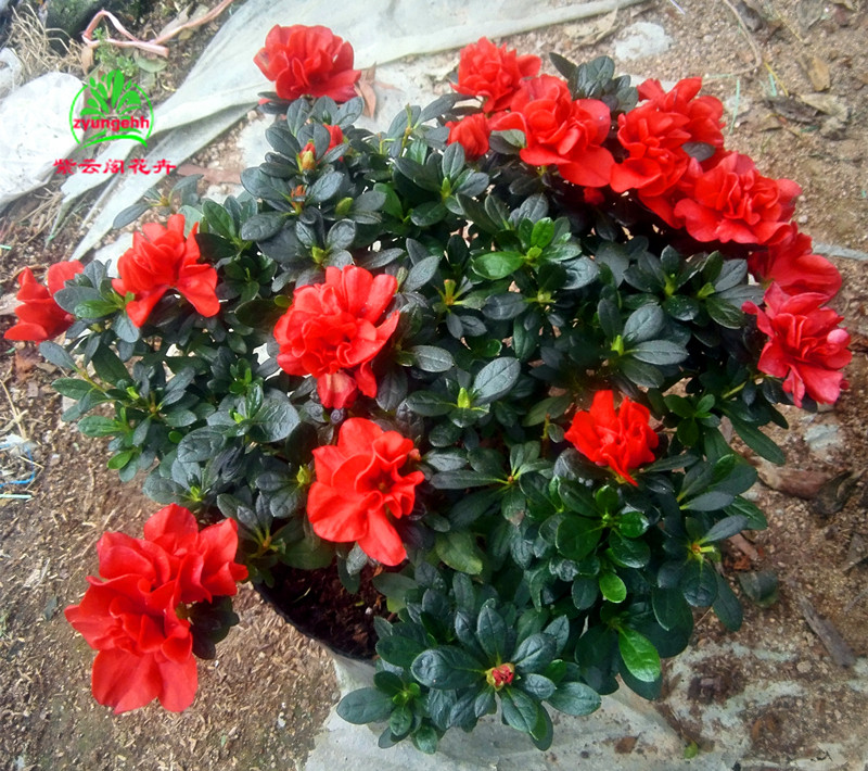 四季比利时盆栽杜鹃花
