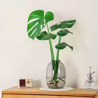 开背龟背竹水培室内客厅绿植盆栽四季养办公室桌面水养植物花卉图片