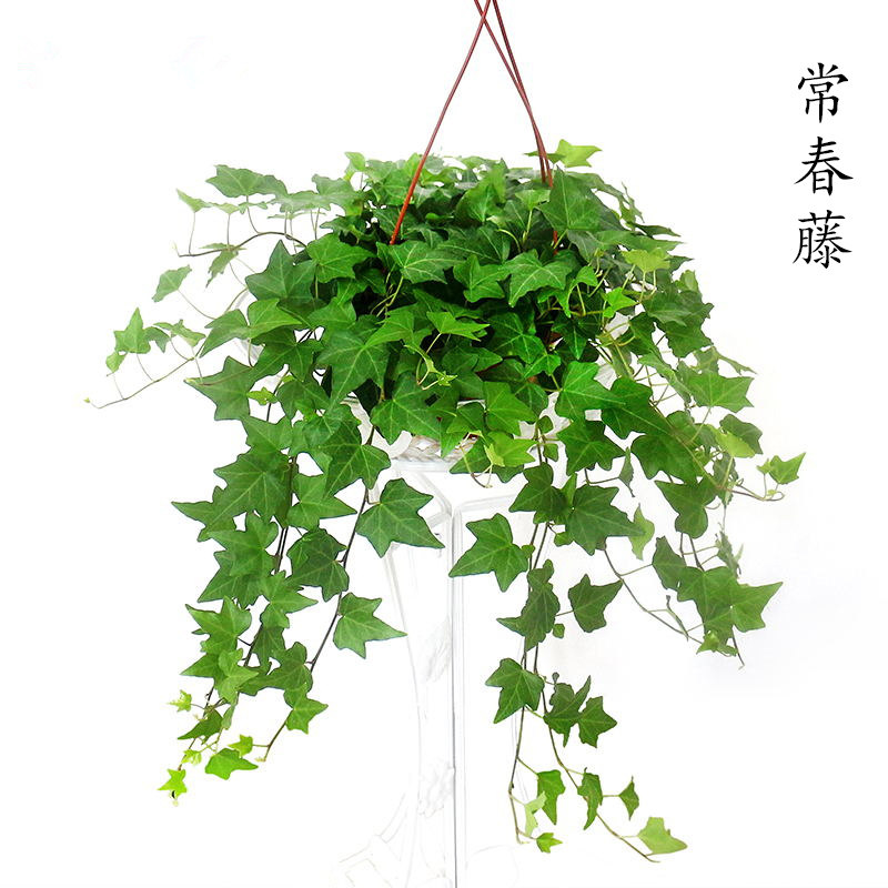 常春藤金边千叶吊兰绿萝盆栽花卉水培藤蔓绿植室内吸甲醛净化空气在类目 鲜花速递/花卉仿真/绿植园艺, 花卉/绿植盆栽（新）, 绿植中 - 来自Buy2taobao.com提供专业的淘宝代购服务