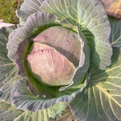 农家露天种植包菜应季菜