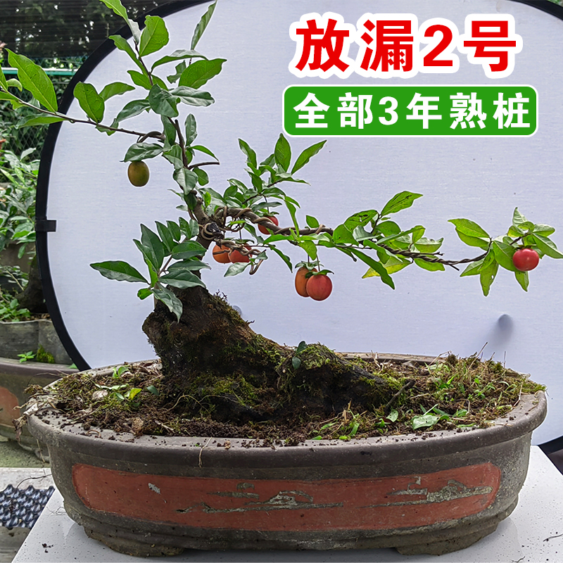 特价金弹子盆景绿植花卉