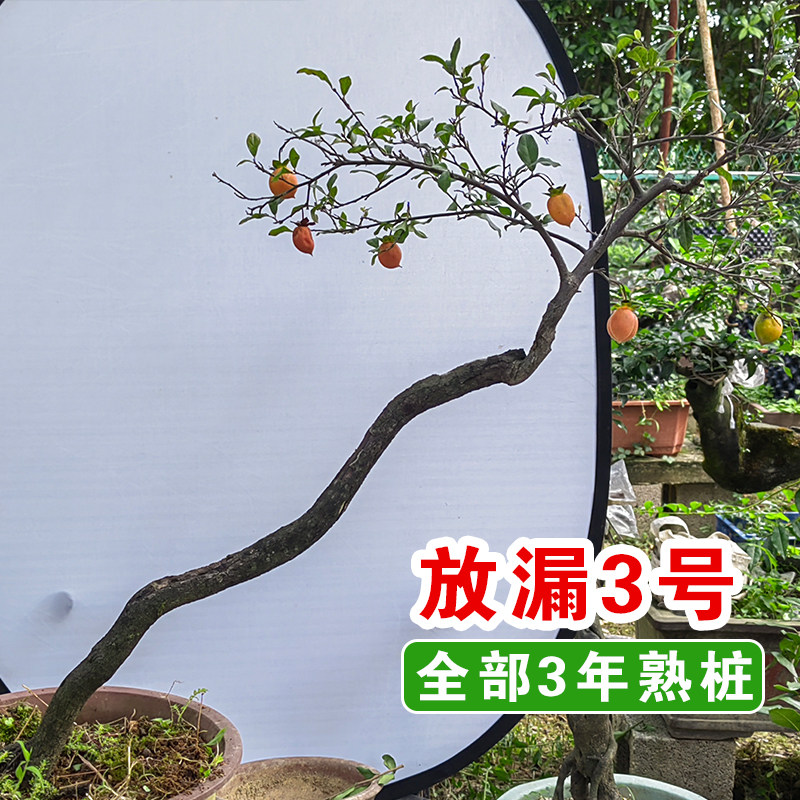 特价金弹子红色金弹子盆景