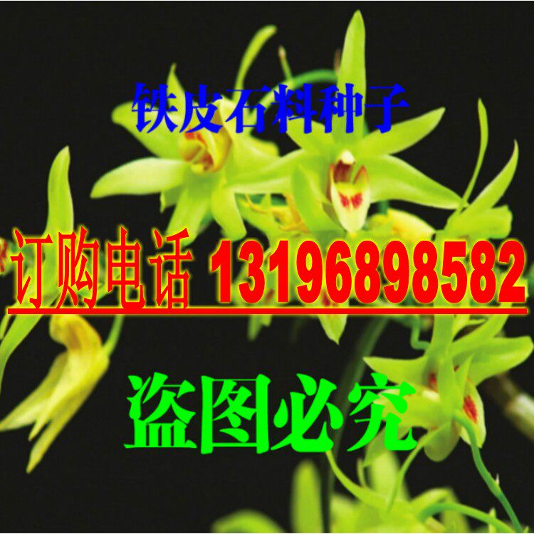 新采药材种子 铁皮石斛种子 霍山石斛 铁皮枫斗种子 包邮