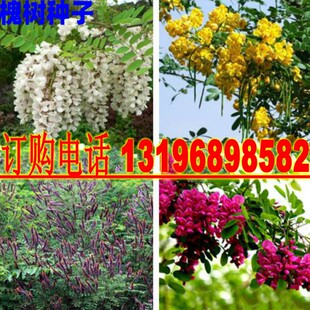 国槐树种子速生国槐树种子黄花槐黄金槐种刺槐种子紫穗槐刺槐树籽