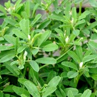 新产葫芦巴种子 芦巴子 中药材种子 胡巴香草籽香豆种籽蔬菜包邮