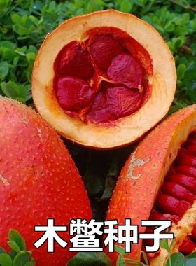野生水果木鳖种子木鳖果 番木鳖、狗屎瓜、漏苓子、臭屎瓜 木憋子