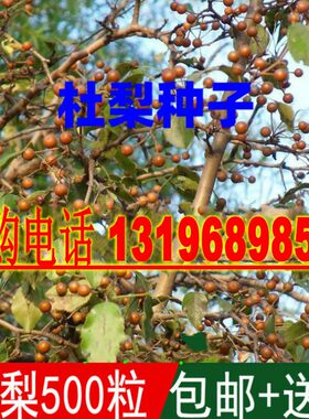 海棠种子嫁接杜梨