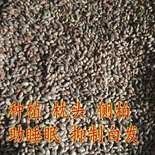 新采侧柏种子 林木种子野生侧柏籽 侧柏果实 柏树籽侧柏树种子
