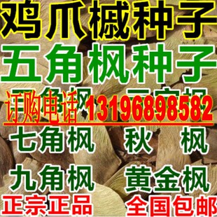 三角枫树种子五角枫七角枫九角枫元宝枫秋枫黄金枫鸡爪槭种籽