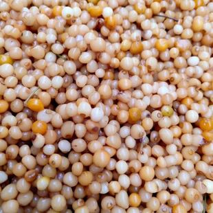 优质云南黄精种子老虎姜种子多花姜型黄精种子滇黄精四川不倒苗