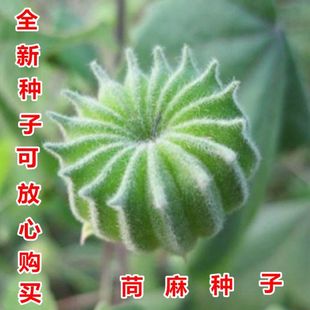 苘麻种子小苘子做麻绳专用种籽青麻种子野苎麻 线麻冬葵种子
