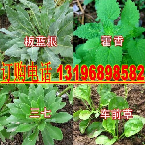 新采苍术种子藿香甘草丹参当归红花板蓝根柴胡黄芩决明子中药材籽