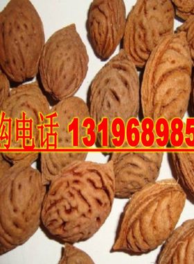 新采一级桃树种子 毛桃种子 桃核 毛桃核 紫叶桃 碧桃 种子