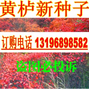 黄栌种子 杜鹃 红叶 黄道栌 黄溜子 黄龙头材 柴家庭园艺种子简单