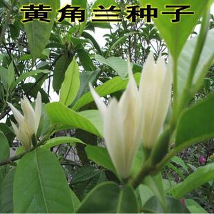 黄桷兰种子/黄角兰种子/黄果兰树种/木兰种子/白兰花种子缅桂树种
