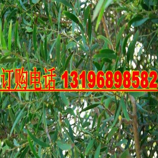 大叶相思种子马占相思树种籽台湾相思树种籽 园林绿化苗木种籽