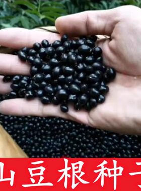 药材山豆根种子 种苗 苦参种子广豆根 苦豆根 山大豆根种子种苗