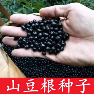 药材山豆根种子 种苗 苦参种子广豆根 苦豆根 山大豆根种子种苗