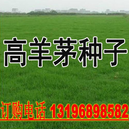 四季青高羊茅美国矮生草坪种子