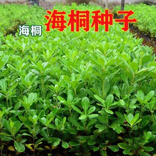 新货海桐种子球四季常青气味芳香驱蚊虫庭院围墙篱笆籽海桐花树苗