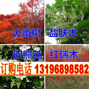 香港四照花种子 红瑞木种子红继木盐肤木火炬树种子红花林木种籽