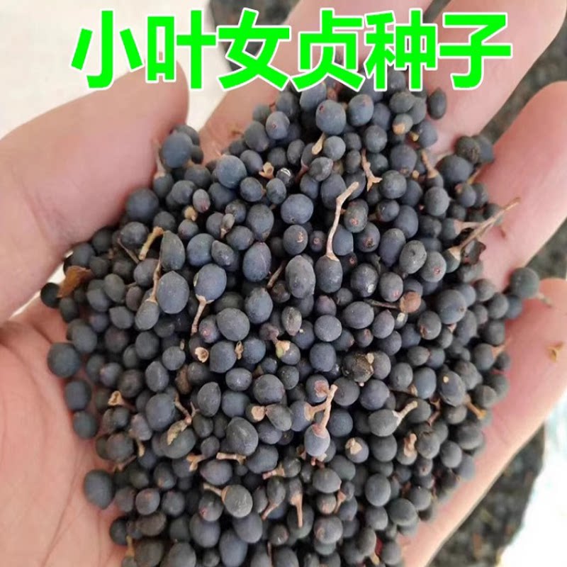 大叶女贞种子 新采小叶女贞种子造型盆景树籽女贞树籽常绿绿化树