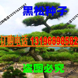 黑松种子 日本黑松种子 东北黑松 南方黑松 三河松树种籽