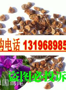 进口种子德国阳台蓝花鸢尾