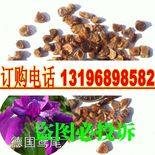 进口蓝花鸢尾种子 兰 扁竹花 德国鸢尾 鸢尾花是呃逆阳台