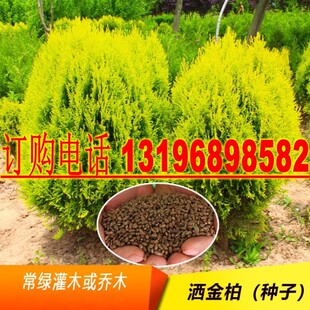 洒金柏种子黄头柏种子圆柏种子洒金柏是彩叶树种庭院观赏灌木种籽