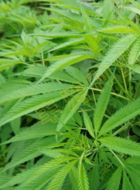 火麻种子 胡麻 中草药植物线麻 野菜火麻仁种籽四季庭院栽培易活