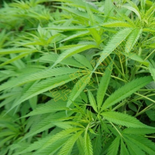 火麻种子 胡麻 中草药植物线麻 野菜火麻仁种籽四季庭院栽培易活