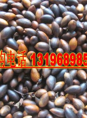 海南印度白檀金丝楠木种子