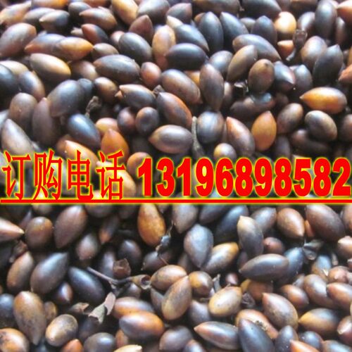 海南印度白檀金丝楠木种子