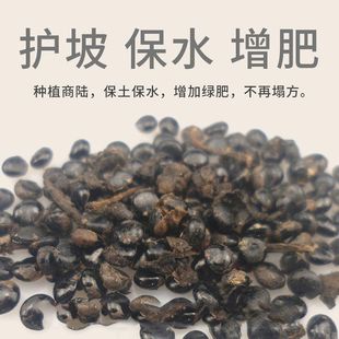 商陆种子土人参见肿消章柳根牛大黄山萝卜美洲垂序商陆种子