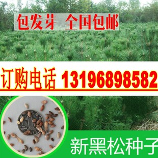黑松种子 日本黑松种子 东北黑松 山东黑松 松树种子